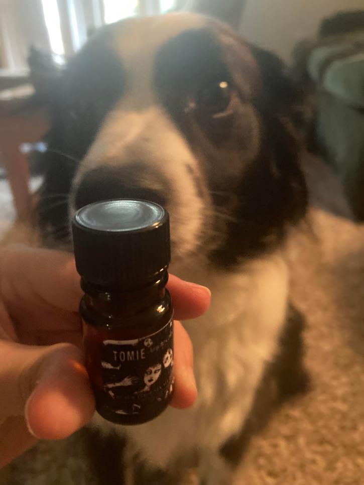 a bottle of perfume oil in focus, in front of the snout of an out of focus border collie mix