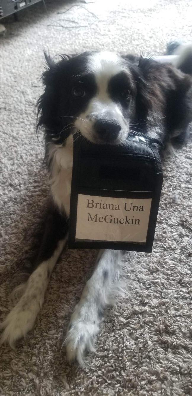 a Border Collie mix with a conference ID badge in his mouth, the nametage of which reads: Briana Una McGuckin